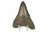 Fossil Megalodon Tooth - South Carolina #130087-2